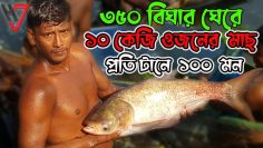 ৩৫০ বিঘার ঘেরে ১০কেজি ওজনের মাছ | Fish Cultivation Project | ঘেরে মাছ চাষ | প্রতি জাল টানে ১০০ মন