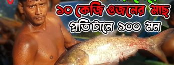 ৩৫০ বিঘার ঘেরে ১০কেজি ওজনের মাছ | Fish Cultivation Project | ঘেরে মাছ চাষ | প্রতি জাল টানে ১০০ মন